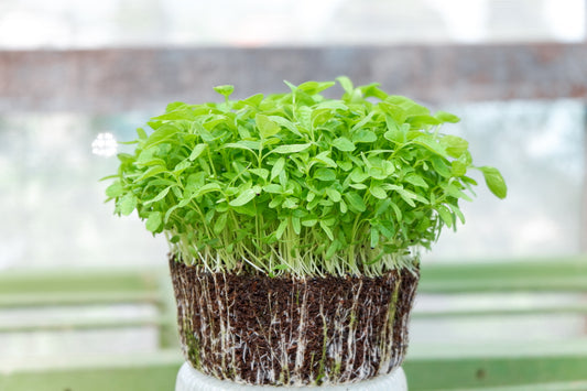 How to grow microgreens hydroponically