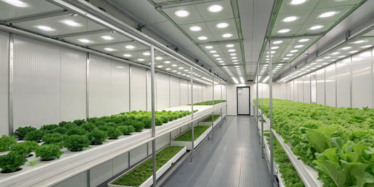 Grow room walls lined with mylar sheets to maximize light reflection for plants.