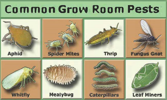 Watch Out for these Common Grow Room Pests and Diseases