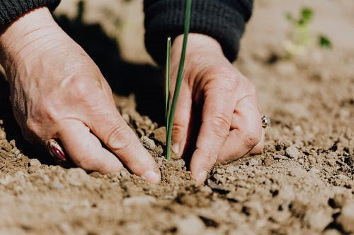 PROTECTING PLANTS FROM EXTREME WEATHER