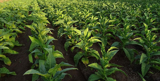 Protecting Your Plants From The Tobacco Mosaic