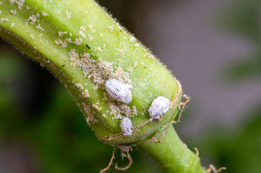 Quick Ways to Get Rid of Scale Insects