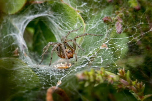 The Mighty Spiders Mites – Ways to Identify and Remove from Gardens