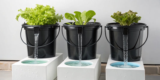 One of the best deep water culture systems with three buckets growing leafy greens.