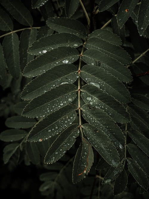 The Effect of Vapor Pressure Deficit on Plants Growth