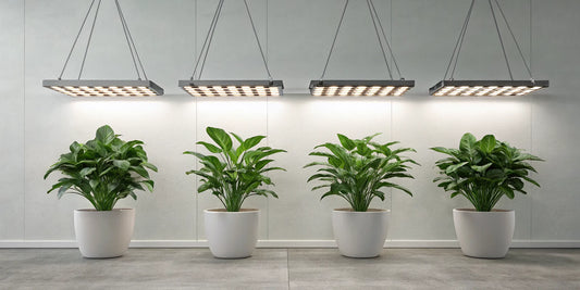Full spectrum LED grow light at the optimal distance above potted plants for healthy growth.
