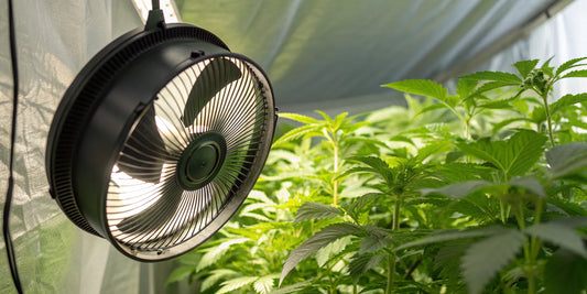 An inline fan for a grow tent creating optimal airflow for healthy plants.