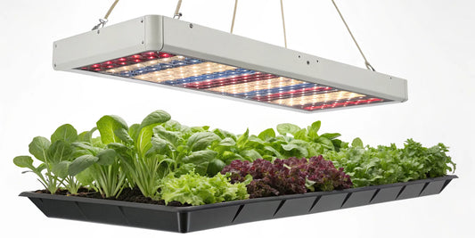 A 600w full spectrum LED grow light shines on young plants in an indoor garden.