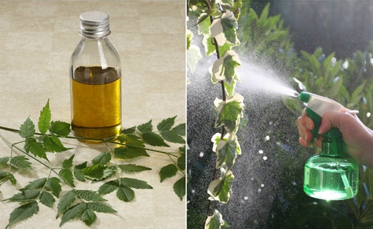 Your Guide To Using Neem Oil On Plants