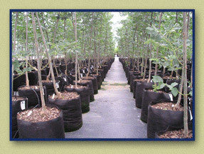 Smart Pot, 65 gal, 32" x 18"- Groindoor.com | Hydroponics | Indoor Grow Supply Superstore