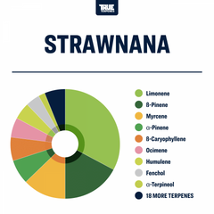 True Terpenes Strawnana Profile, 1oz - TTP-STN-1