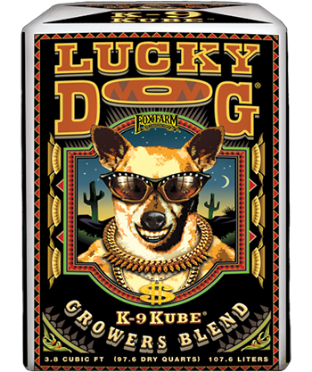 Lucky Dog Kube